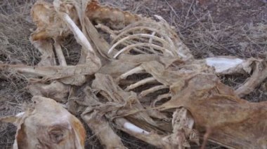 Karkas iskelet ölü hayvan