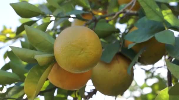 Oranges mûres dans l'arbre le jour ensoleillé — Video