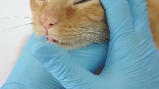 Inspeção de dentes de gato veterinário — Vídeo de Stock