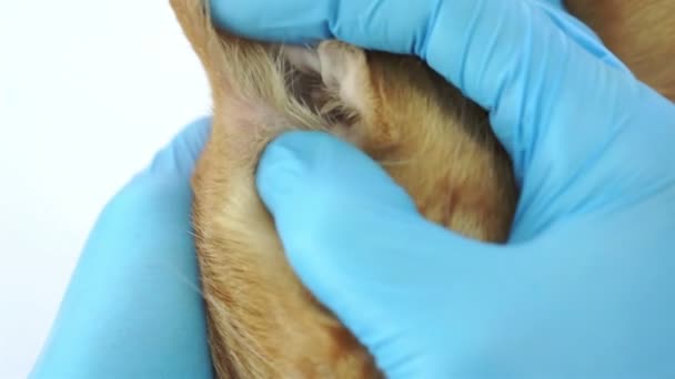 Ispezione veterinaria delle orecchie di gatto — Video Stock