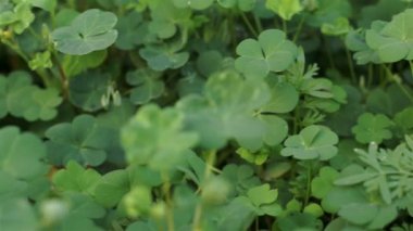 Yonca bitki yakın Dolly kadar