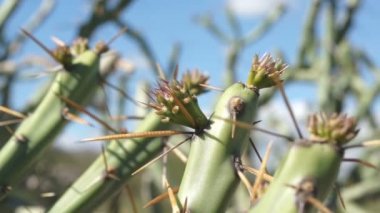 Kalem Cholla kaktüs çimlenme makro