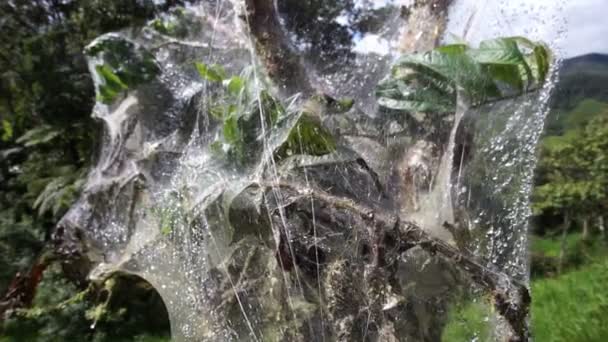 Web enredado árbol muñeca a lo largo de — Vídeos de Stock