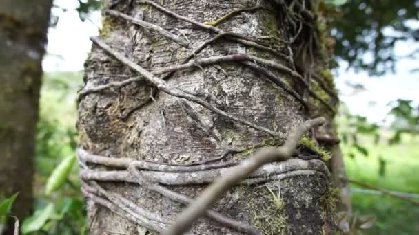 Bosque lluvioso Andes vid árbol muñeca — Vídeos de Stock