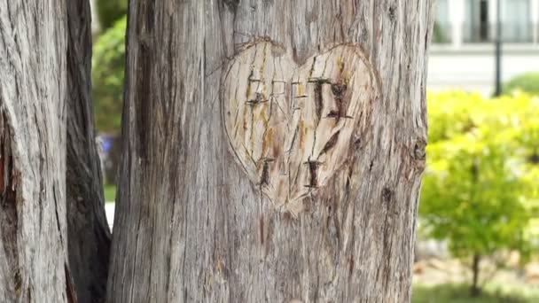 Srdce, vytesané do stromu s mužem kapesní — Stock video