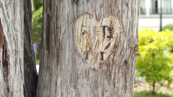 Corazón tallado en árbol hombre Reminisces — Vídeos de Stock