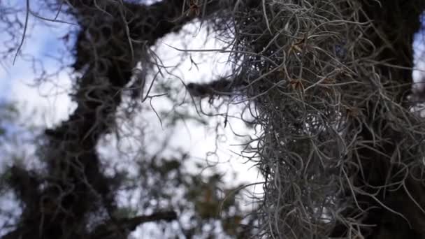 Ισπανικά Moss Closeup — Αρχείο Βίντεο