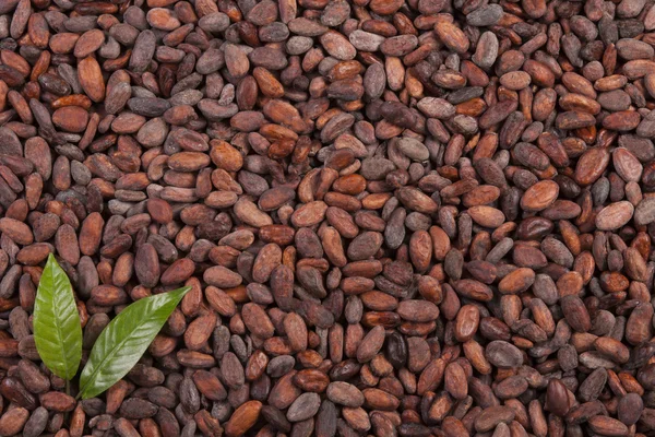 Granos de cacao fondo Imágenes de stock libres de derechos