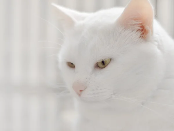 Noble gato blanco Fotos De Stock