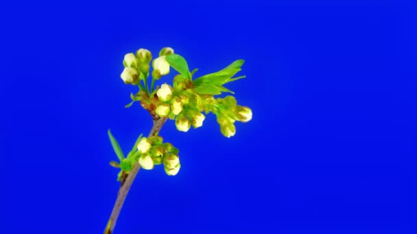 Herz aus Kirschblüten — Stockvideo