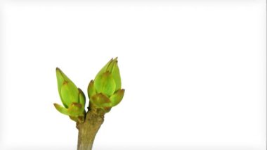Lila yaprakları büyüyen Timelapse