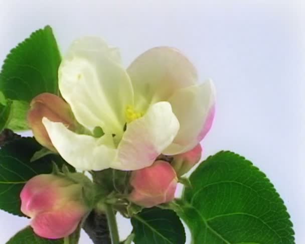 Apple květiny Pal