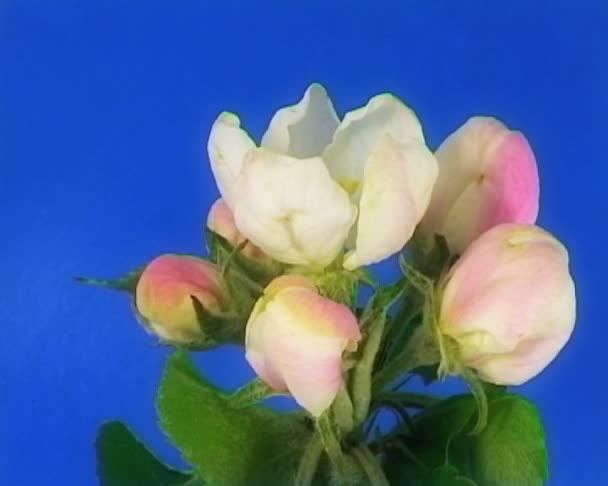 Apple bloemen Pal — Stockvideo