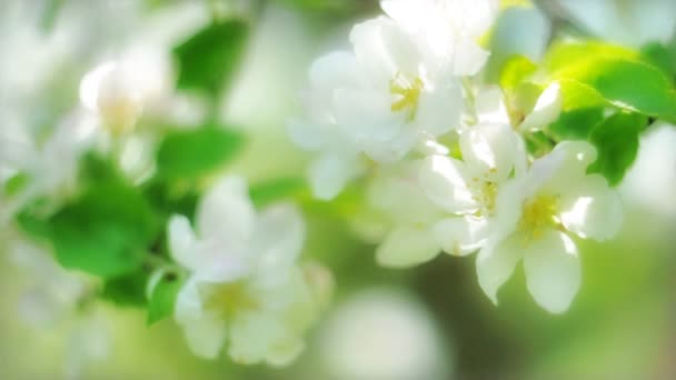 Flores de manzana — Vídeos de Stock