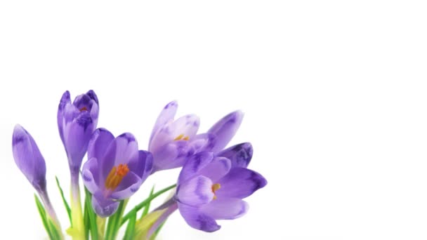 Timelapse crocus — стоковое видео