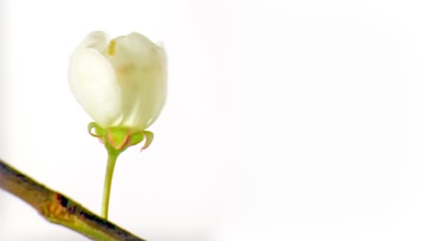 Única flor de ameixa cereja — Vídeo de Stock