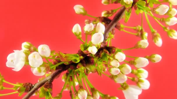 Timelapse Sakura — Vídeo de Stock