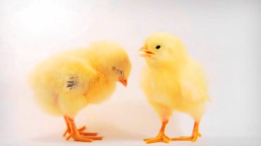 iki küçük tavuk