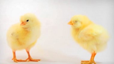 iki küçük tavuk