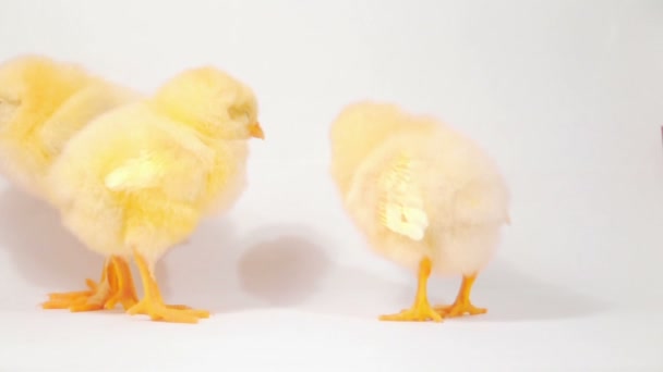 Trois petits poulets — Video