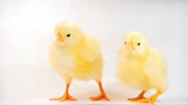 Deux petits poulets — Video