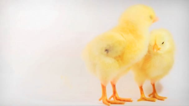 Two little chicken — Stock Video