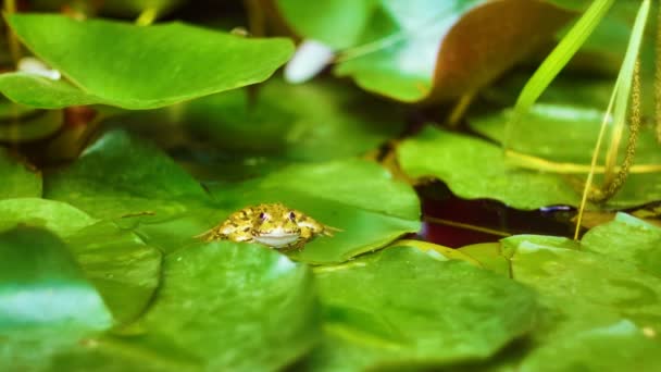 Rana en la hoja — Vídeos de Stock