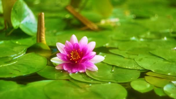 Waterlily flower — Stock Video