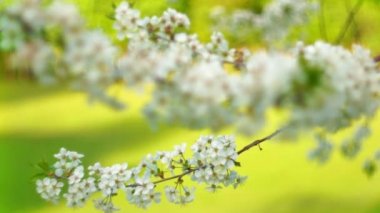 çiçek açan sakura