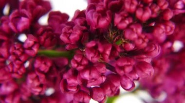 Yakın çekim leylak çiçekleri 4k