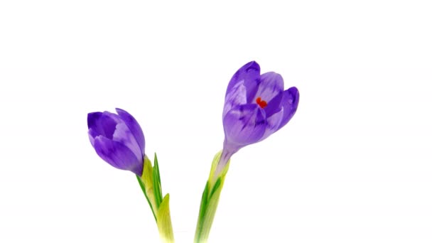 Timelapse crocuses 4k — Vídeo de stock