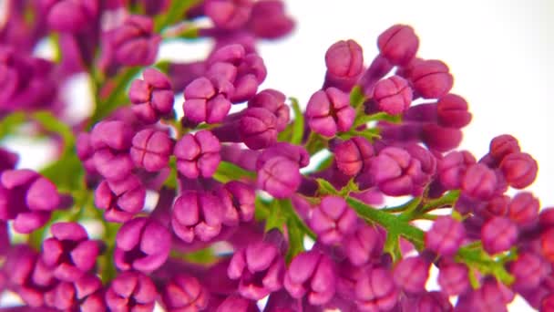 Close-up lila bloemen 4k — Stockvideo