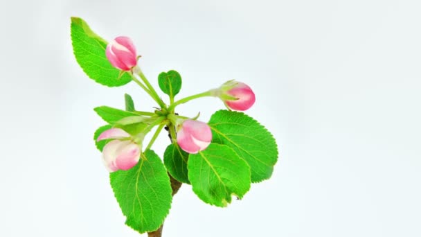 Fleur de pomme sur blanc 4k 