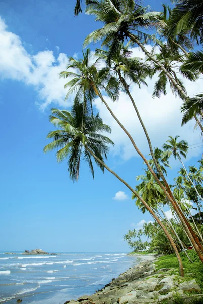 Palmy a oceán — Stock fotografie