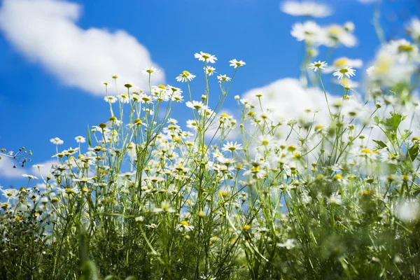 Field of many white camomile — Stock Photo, Image