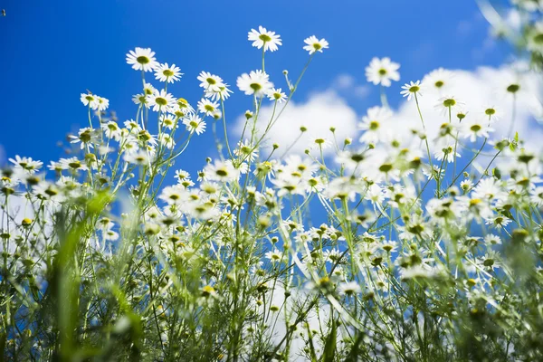 Field of many white camomile on the blue sky background Stock Image