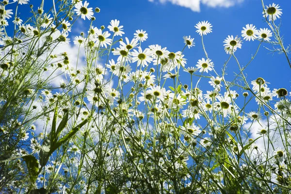 Champ de beaucoup de camomille blanche sur le fond bleu ciel Images De Stock Libres De Droits