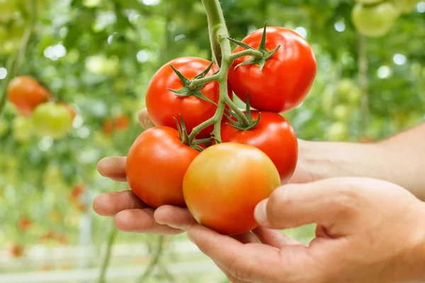 Tomaten Stockbild