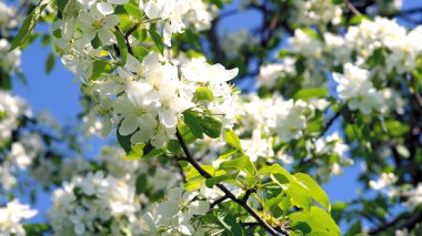 Closeup   of  beautiful white flowers,  blooming branches of apple tree in spring on blue sky in sunny day.  Spring blossom, time of flowering 