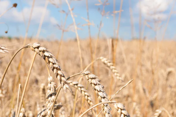 Wheat Field — Stock Photo, Image