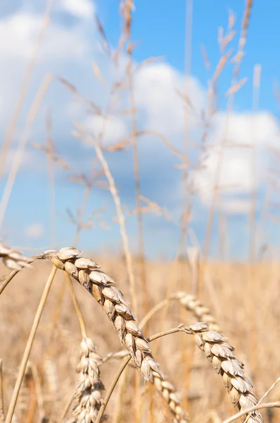 Tarweveld — Stockfoto