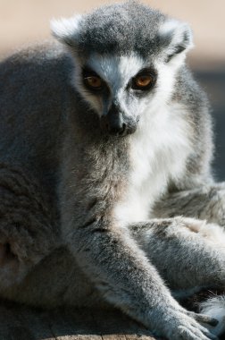 Ring-Tailed lemur catta
