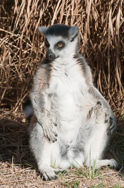 Ring-tailed lemur Catta — Stock Photo, Image