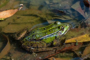 yenilebilir kurbağa