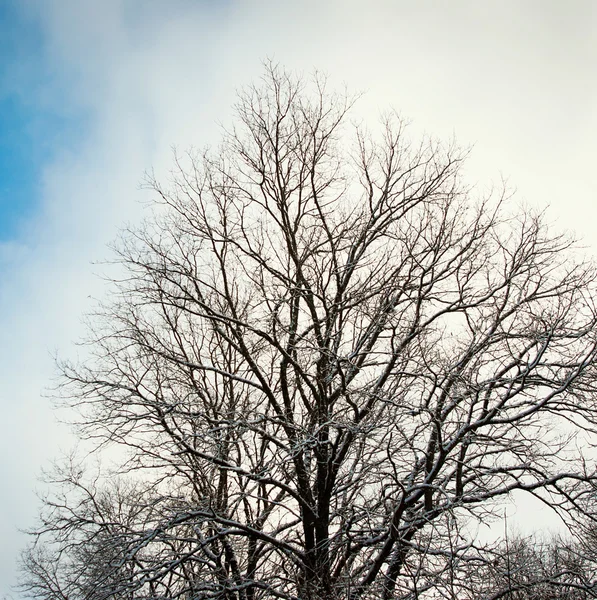 Træ om vinteren - Stock-foto