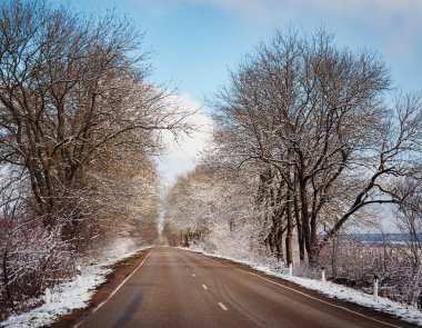 Kış ağaçlar kar ve beyaz yolda