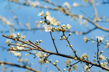 Yeni gelişen ağaç fotoğrafı 