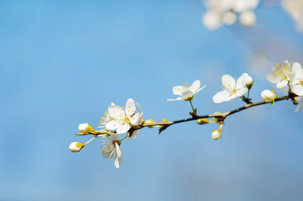 Tavaszi virágok fehér fa, bloosom — Stock Fotó