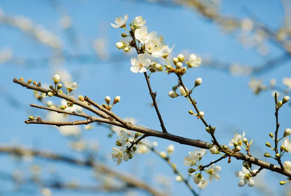 Bahar çiçek açan ağaç