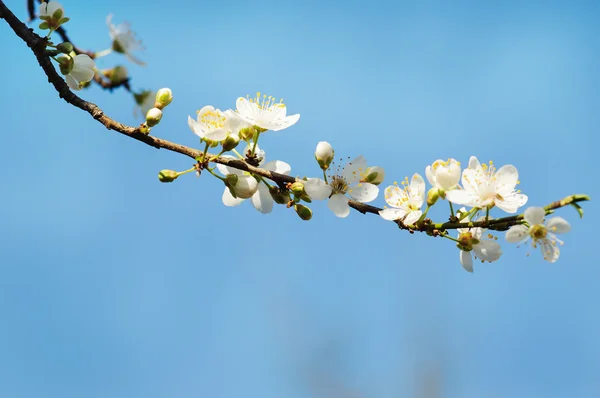 Gyönyörű közelkép tavasz virágzó fa — Stock Fotó